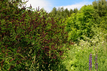 Amorpha fruticosa is a species of flowering plant in the legume family Fabaceae, known by several common names, including desert false indigo, false indigo-bush, and bastard indigobush.