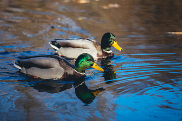 Obraz premium Männliche Stockenten schwimmen im Wasser