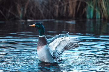 Männliche Stockente streckt die Flügel aus