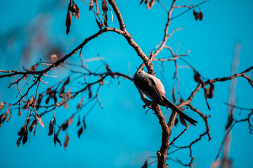 Schwanzmeise sitzt in nacktem Baum