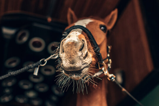 headshot of a giant thoroughbred horse in stable focus on snout
