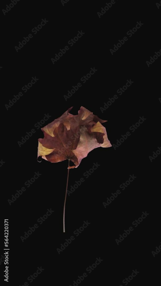Wall mural time lapse of resurrection colorful maple leaf with alpha transparency channel isolated on black bac