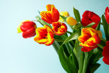 Blue colorful Holiday banner. Bouquet of red yellow tulips on pastel blue background. Mother's day, Valentines Day, Birthday celebration concept. Copy space for text, top view, greeting card