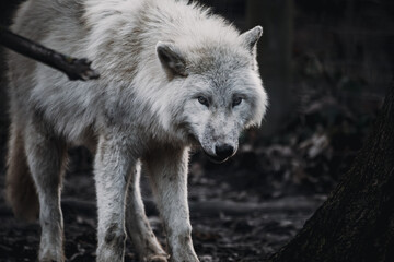 Stehender arktischer Wolf