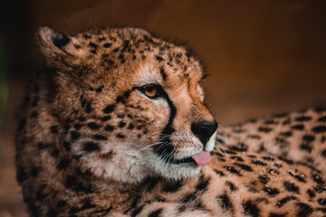 Gepard mit rausgestreckter Zunge