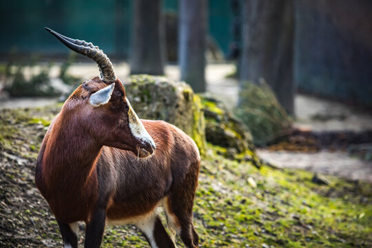 Blessbock in seitlicher Aufnahme