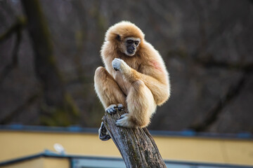 Gibbon sitzt auf Baumstamm