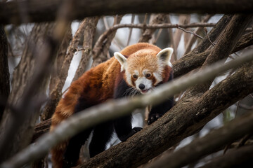 Roter Panda klettert in den Bäumen