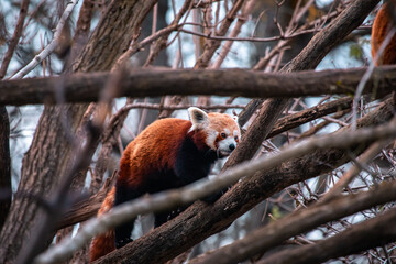 Roter Panda klettert in den Bäumen