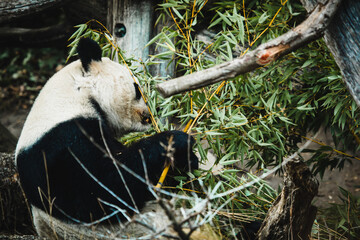 Großer Panda am Fressen