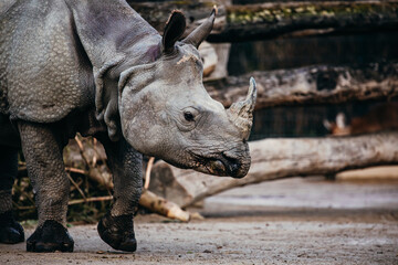 Panzernashorn im seitlichen Profil