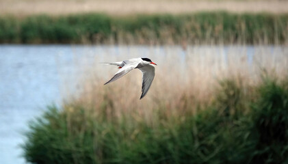 A common tern in flight above a wetland nature reserve in Essex, UK. 