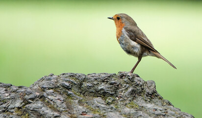 A robin perching on a log against a defocused green background in the UK.  