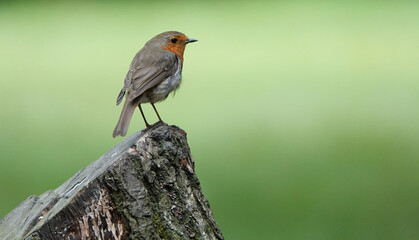 A beautiful robin perching on a log against a green background. 