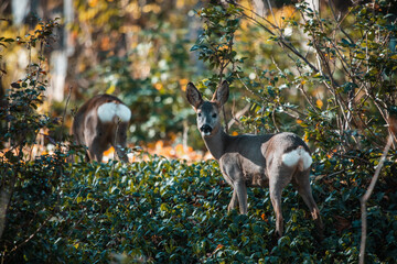 Rehe im Wald