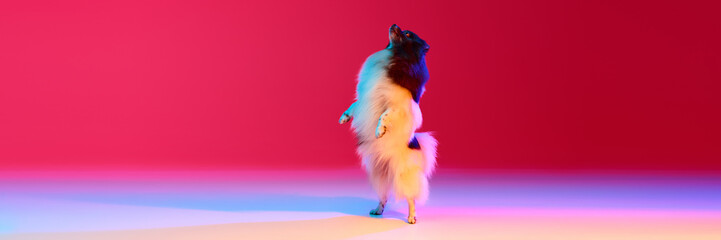 Cute little white-brown Spitz dog, charming pet posing at studio over background in neon light. Looks happy and delighted. Animal theme footage