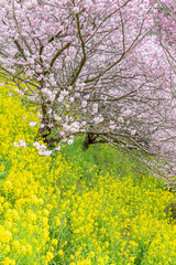 神奈川県松田町内藤園　菜の花と桜