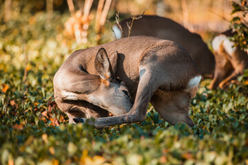 Reh leckt sich sauber