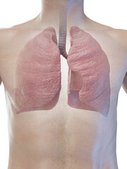 3D Rendered Medical Illustration of a man's respiratory system