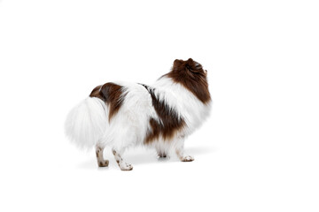 Back view. White-brown Pomeranian spitz dog standing isolated over white studio background. Concept of beauty, animal health, vet, action and motion