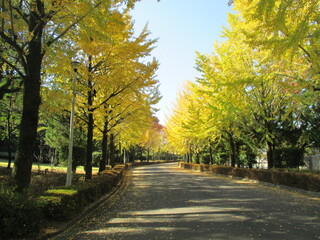 日本の秋、黄色く色付いた銀杏の並木道の風景