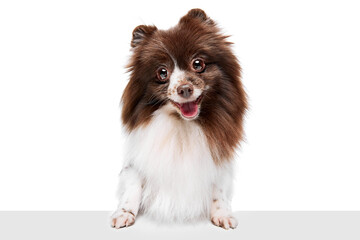 Sweet pet. Portrait of happy Pomeranian spitz dog isolated over white studio background. Concept of beauty, animal health, vet, action and motion