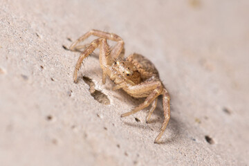 Xysticus sp. spider posed on a concrete wall waiting for preys
