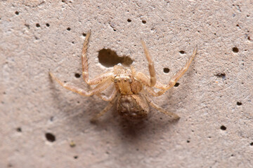 Xysticus sp. spider posed on a concrete wall waiting for preys