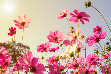 Sweet cosmos flower under sunlight in the field