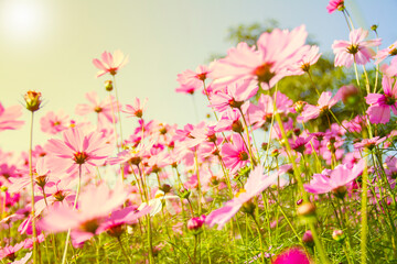 Obraz na płótnie Canvas Cosmos flowers under sunlight in the field