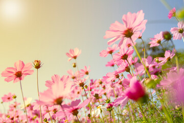 Pink cosmos flowers under sunlight in the field