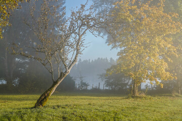 Sonnenaufgang mit Morgennebel