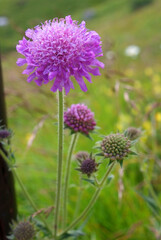 fiore di montagna