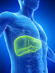3D Rendered Medical Illustration of a man's liver