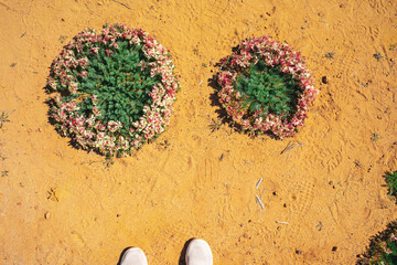 The rare Western Australian wreath flowers (Lechenaultia Macrantha) found in the mid-west.