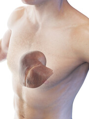 Fototapeta premium 3D Rendered Medical Illustration of a man's liver