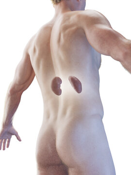 3D Rendered Medical Illustration of a man's kidneys