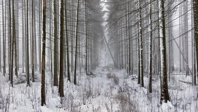 Waldsterben, durch Borkenk&auml;fer und Trockenheit abgestorbener Fichtenwald im Winter