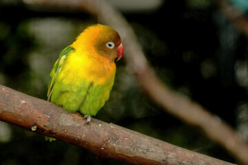 Fototapeta na wymiar red and yellow parrot