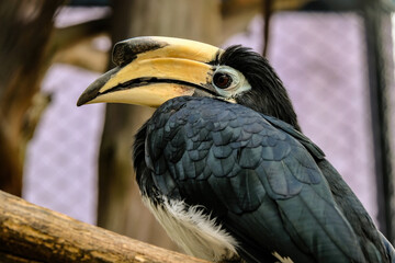 yellow billed hornbill © Riadi