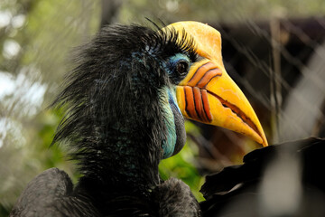 close up of a toucan