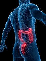 3D Rendered Medical Illustration of a man's large intestine
