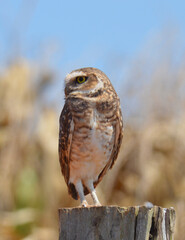 Small owl on fence post
