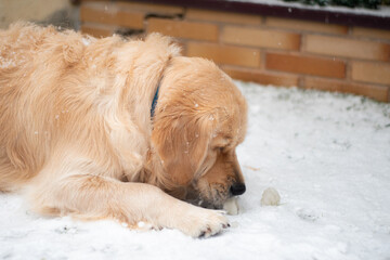Golden retriever dog lying on the ground and curiously looking at a snowball for the first time in his life.