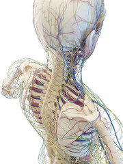 3d medical illustration of internal organs of a man's torso