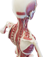 3d medical illustration of man's deep neck and back muscles