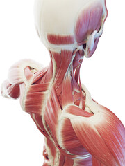 3d medical illustration of man's deep neck and back muscles