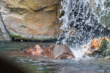 Two Hippos Playing with each Other immersed in Water opening their Immense Jaws
