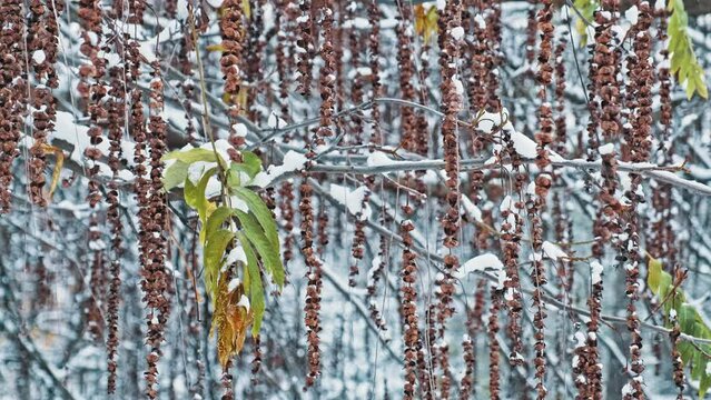Brown Withered Flowers of Laburnum Park Tree Covered in Fresh White Snow