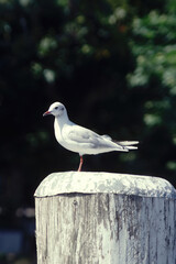 seagull standing on the docking post of the harbor 